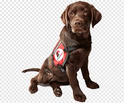 Click here to view golden retriever dogs in louisiana for adoption. Dog Labrador Retriever Puppy Chesapeake Bay Retriever Louisiana Catahoula Leopard Dog Seizure Response Dog Service Dog Assistance Dog Labrador Retriever Puppy Chesapeake Bay Retriever Png Pngwing
