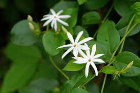Image result for Jasminum bakeri