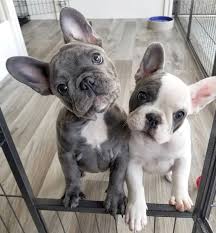 July 12, 2010 by sandor fagyal. Are You One Of The Pug Lovers Or French Bulldog Lovers If You Do Then This Precious Pair Of French Bu French Bulldog Puppies Puppies Cute Baby Animals
