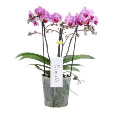 We did not find results for: Phalaenopsis Boquetto Delight Florastore