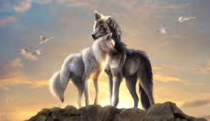 | see more beautiful wolf wallpapers, awesome wolf looking for the best wolf wallpaper? 1336x768 Wolves Love Laptop Hd Hd 4k Wallpapers Images Backgrounds Photos And Pictures