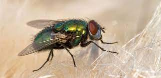 What orkin does the orkin man™ is trained to help manage flies and similar pests. 8 Facts About Flies How Long They Live And More Raid