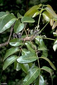 Image result for Canarium