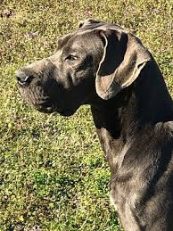 By robert scoble 204978 views. Manchester Nh Great Dane Meet Bailey Pending A Pet For Adoption