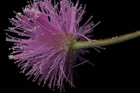 Image result for Mimosa mossambicensis