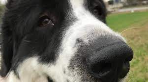 Great Pyrenees Mixes 16 Large Pyrenees Crossbreeds