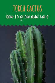 The Complete Guide For Torch Cactus Care For Plant Beginners And Gardeners In 2021 Cactus Care Psychoactive Plants Cactus