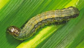 Pest analysis can be an effective framework to use in corporate strategy planningcorporate strategycorporate strategy focuses on how to manage resources, risk and return across a firm, as. Looking Ahead How To Control Worms In Sweet Corn Vegetable Growers News
