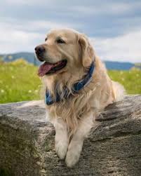 Golden retriever puppies co antrim. Ehedstrom Ehedstrom1 Profile Pinterest