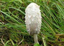 We did not find results for: Shaggy Mane Identification Pictures Habitat Season Spore Print Coprinus Comatus