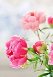 Pin On Flower Gardening