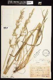 Image result for Aristida rhiniochloa