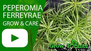 Peperomias are not particularly hard plants to grow, and their small size and delicate leaves make them perfect for desktops and dish. Peperomia Ferreyrae Grow Care Pincushion Peperomia Youtube