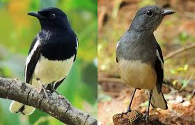 Burung blackthroat (serinus atrogularis) dikenal sebagi burung master yang populer di kalangan pencinta burung kicauan. Cara Membedakan Burung Kacer Jantan Dan Betina Dewasa Dan Trotolan Situs Referensi Burung Kacer Terpercaya Indonesia