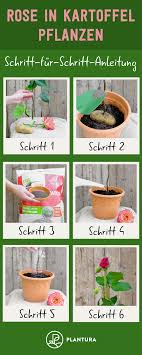 Pin Auf Tipps Tricks Fur Den Garten