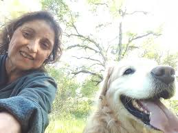 Lost golden retriever