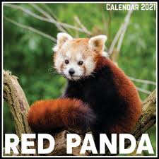 Red Panda Calendar 2021: Official Red Panda Calendar 2021, 12 Months  (Paperback) | Books and Crannies