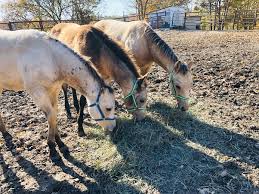 The mane, tail and legs will be solid black. How Rare Are Buckskin Horses Quora