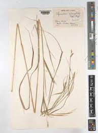 Image result for Elymandra grallata