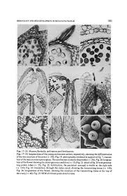 Image result for Mayaca baumii