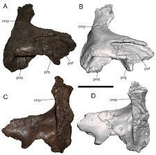 Image result for Dinophora