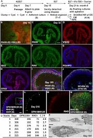 Check spelling or type a new query. Generation Transcriptome Profiling And Functional Validation Of Cone Rich Human Retinal Organoids Pnas