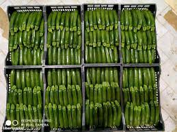 Plus, hilling allows you to dig compost in to the soil. Zucchini Long Green Class 1 Italy Sales Office Floridia Trading Libertyprim