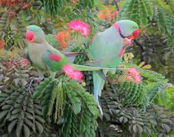 Pin On Alexandrine Parakeet