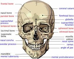 Most noteworthy, they have a more complex shape than any other bone of the body due to which they are helpful in protecting internal organs. Dhruvraj Patel Pateldhruvraj36 Profile Pinterest