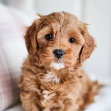 Cavapoo Puppies For Sale Golden Valley Puppies Cavapoo Puppies King Charles Cavalier Mix Poodle In 2020 Cavapoo Puppies Cute Dogs Breeds Cavapoo Puppies For Sale