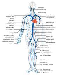 Vena Wikipedia La Enciclopedia Libre Human Circulatory System Circulatory System Arteries And Veins