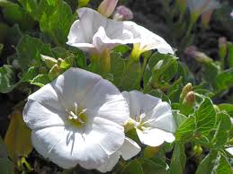 Image result for Convolvulus arvensis