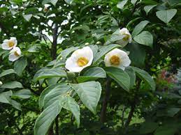 Maybe you would like to learn more about one of these? Plant Of The Week Korean Stewartia