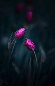 Ey Isin Aslini Arayan Kisi Su Hakikati Iyi Bil Ki Kimde Ask Derdi Varsa Kimin Gozu Yasli Ise Gonlu Yara Tulips Garden Flowers Photography Amazing Flowers