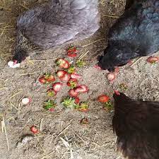 However, harder fruits should be cut into smaller pieces to make it easier for them to eat. Can Chicken Eat Strawberries Leaves Stem Learn More Barncoop