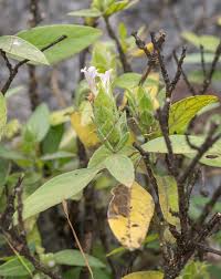 Image result for Megalochlamys