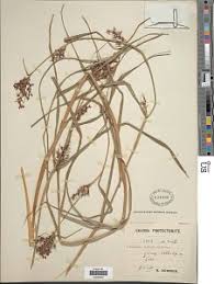 Image result for Scleria globonux