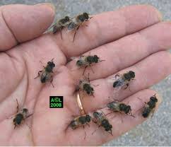 Gardez à l'esprit les points suivant avant de poster un commentaire cela télécharge les données collectées vers wowhead pour garder la base de données à jour! Les Animaux Page 15