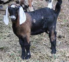Maybe you would like to learn more about one of these? Miniature Anglo Nubian Goat