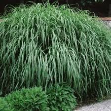 Image result for Miscanthus sinensis Zebrina