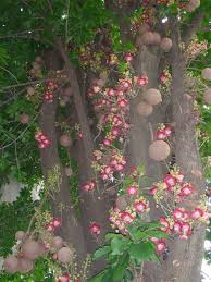 The amazing cannonball tree evolved as native to a region already well known for supporting a rich diversity of flora. Arbol Santo Cannon Ball Couroupita Guianensis Zoom S Edible Plants