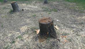Digging up a tree can be a strenuous activity, however, and one that's easier said than done, especially if you're dealing with a large tree. How To Remove A Tree Stump Cook It