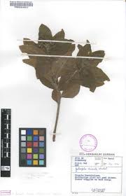 Image result for Jatropha hirsuta