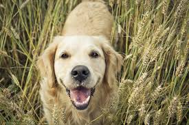 Image result for golden retriever