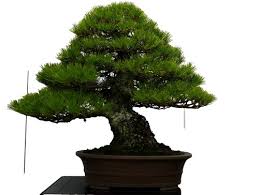 Image result for Sparrmannia ricinocarpa