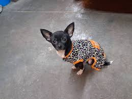 Image result for chihuahua big obesity