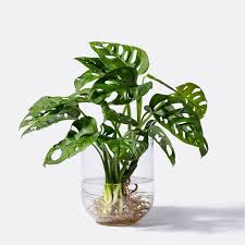 Monstera Monkey Leaf Water Plant Mit Glasvase Blume2000 De Pflanzen Wasserpflanzen Monstera