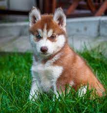 Enter your email address to receive alerts when we have new listings available for red husky puppies for sale. Pictures Of Huskies An Amazing Gallery Of Siberian And Alaskan Dogs And Pups