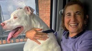 Pitbull scheduled for euthanasia, rescued by activists and then kills its  new owner : r/BanPitBulls