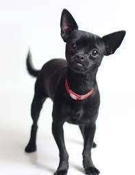 Black Apple Head Chihuahua Image Result For Black Chihuahua Black Chihuahua Chihuahua Deer